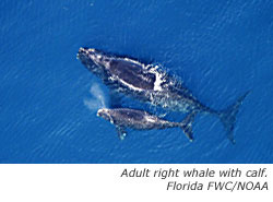 Right whale with calf