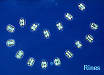 image of diatoms that are commonly found in the gulf of maine